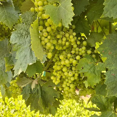 Syrah *