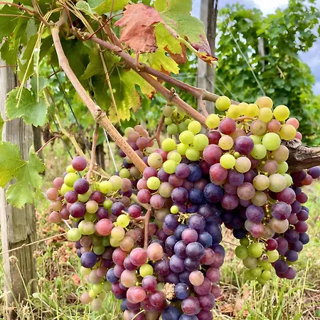 Syrah